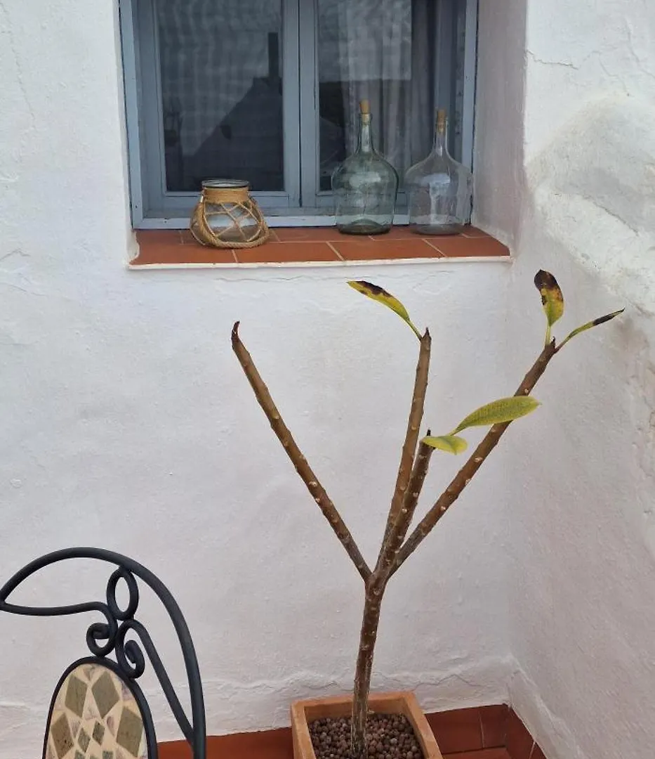 La Casa De Abuela Habitaciones Con Bano Compartido En El Casco Historico De Frigiliana 
